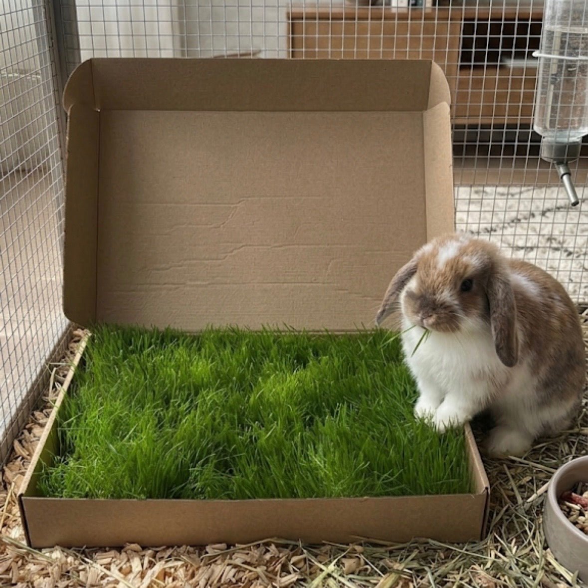 GrassBox Mini élő füves tálca rágcsálóknak, nyulaknak és tengerimalacoknak.